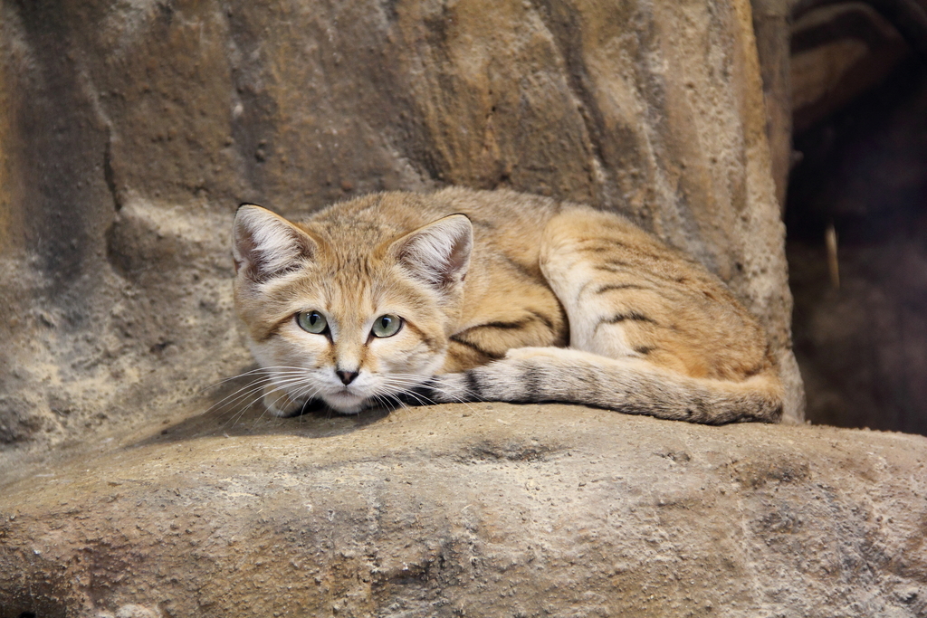 Sand Cat