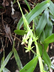 Epidendrum rigidum