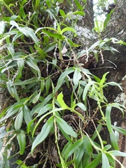 Epidendrum rigidum