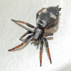 Sergiolus montanus