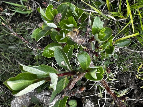 Chinese willow (Salix fargesii)