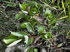 Salix fargesii