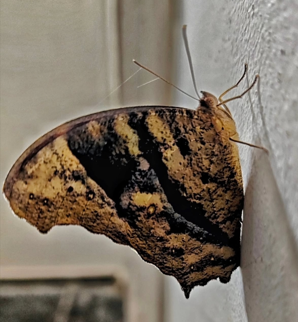 Common Evening Brown
