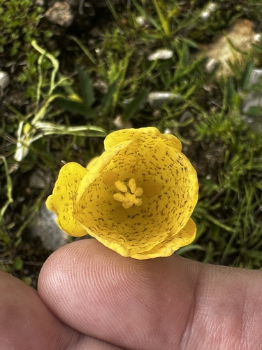 Sichuan fritillary (Fritillaria przewalskii)