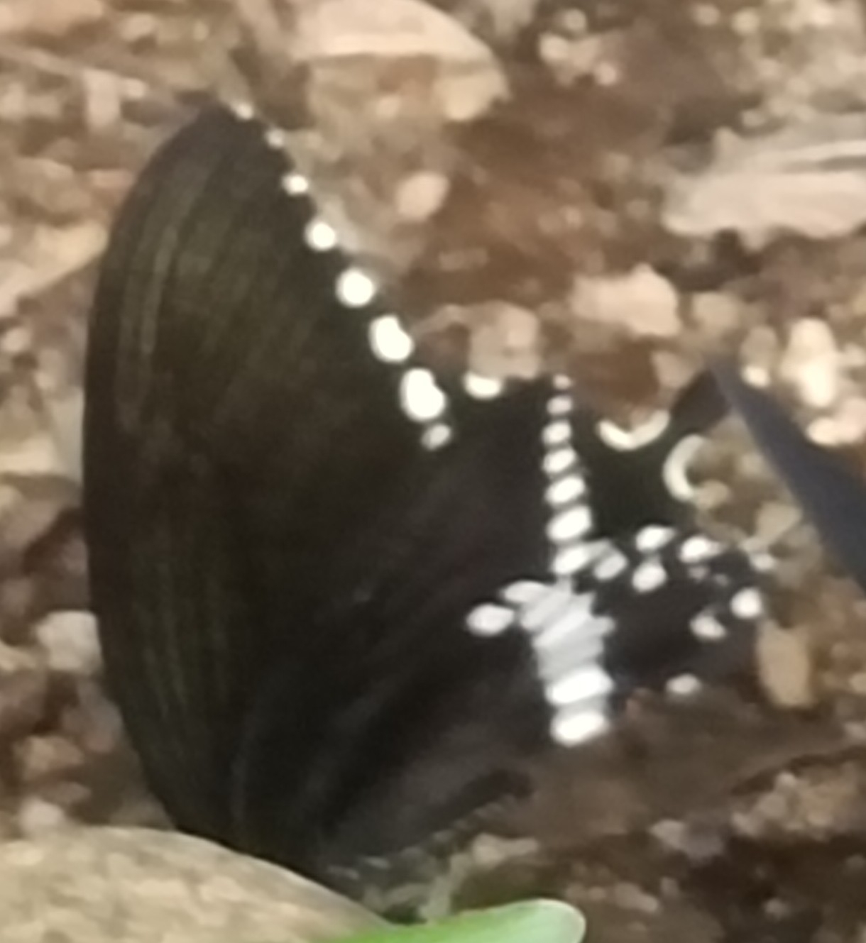 Common Mormon