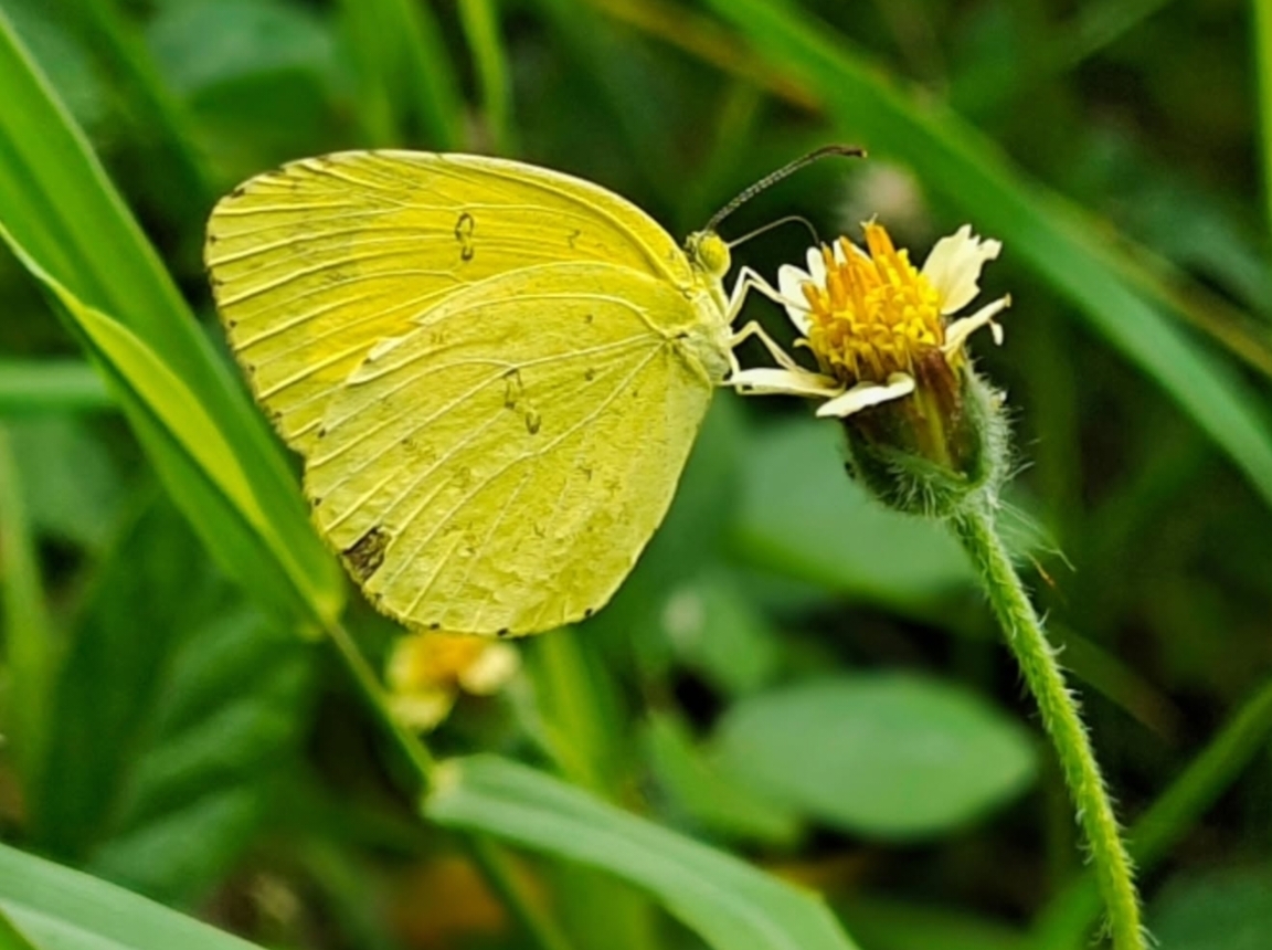Common Grass Yellow