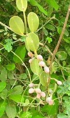 Struthanthus orbicularis