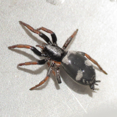Sergiolus montanus