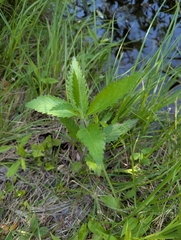 Blue vervain