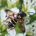 Texas Nomad Bee - Photo (c) Gary St.Clair, some rights reserved (CC BY-NC), uploaded by Gary St.Clair