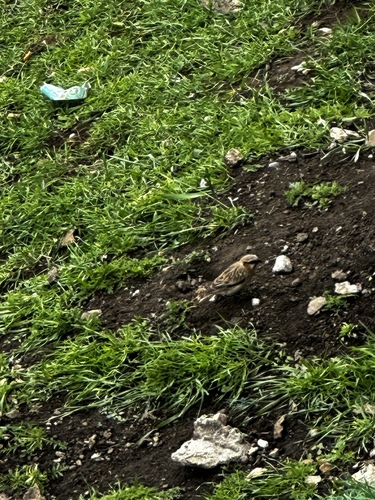 Rufous-necked Snowfinch (Pyrgilauda ruficollis)
