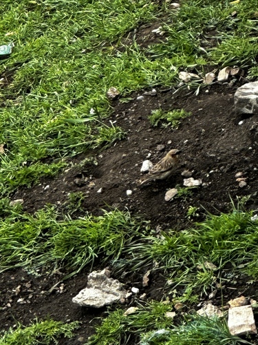 Rufous-necked Snowfinch (Pyrgilauda ruficollis), photo 4