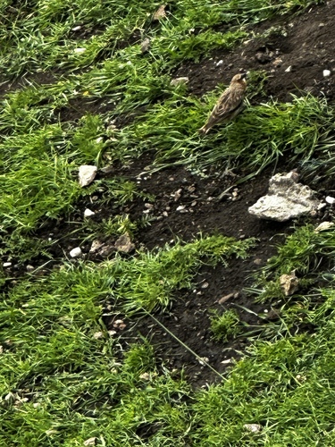 Rufous-necked Snowfinch (Pyrgilauda ruficollis), photo 7