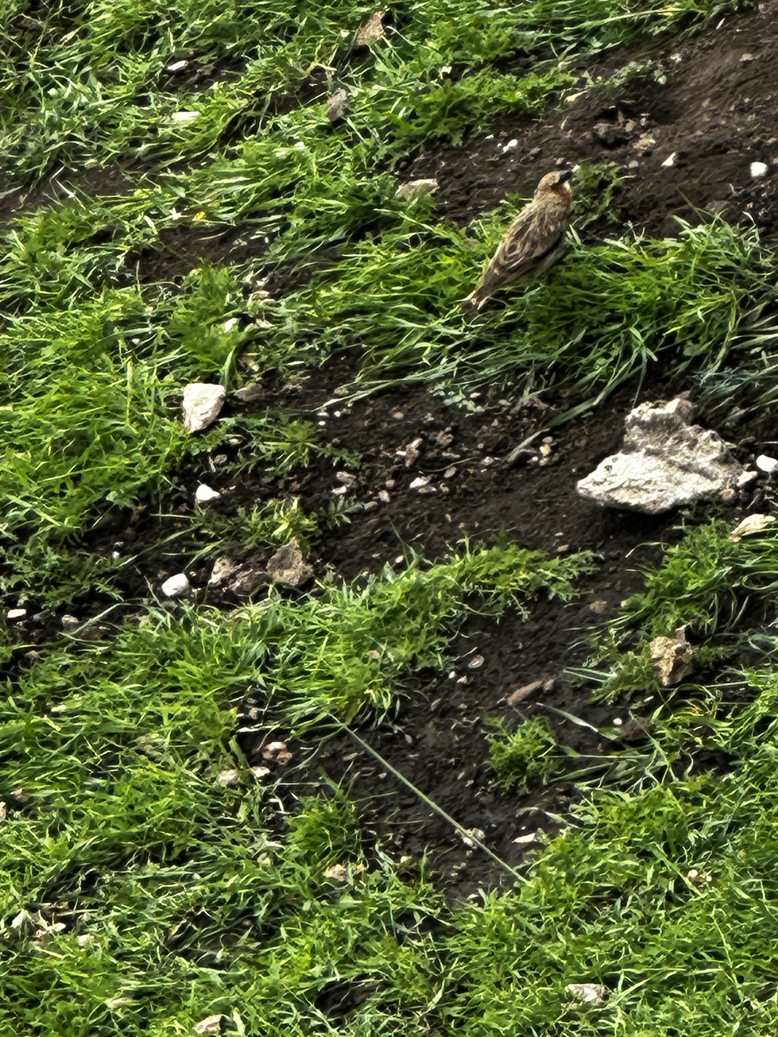 Rufous-necked Snowfinch