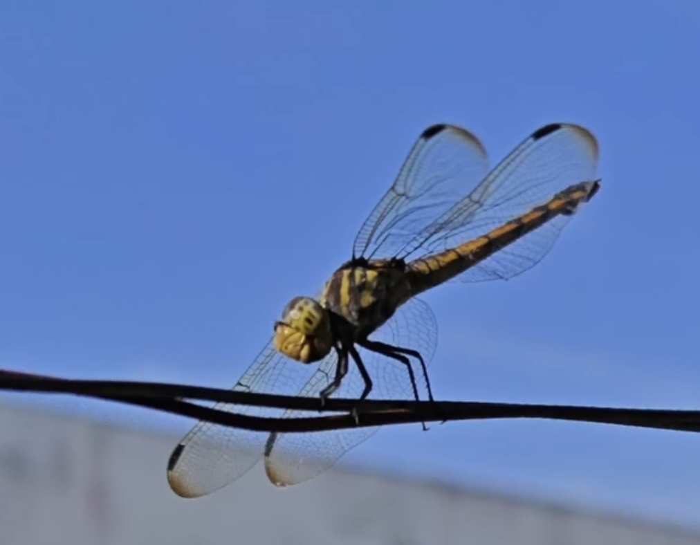 Yellow-Tailed Ashy Skimmer