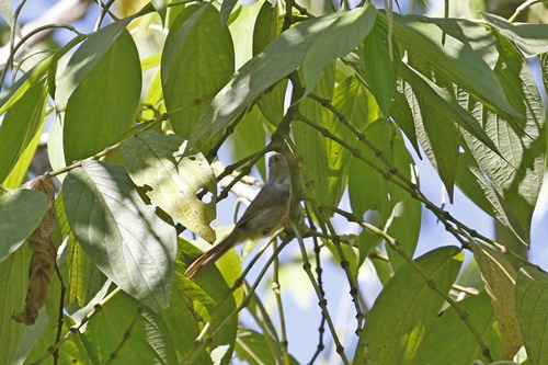 Mountain Fulvetta (Alcippe peracensis), photo 9