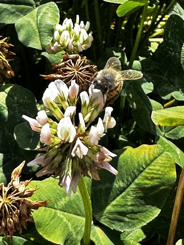white clover