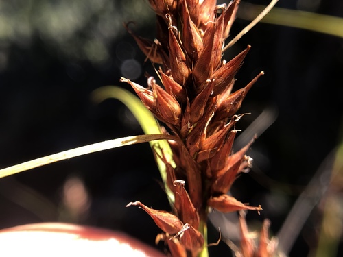 Morelotia gahniiformis