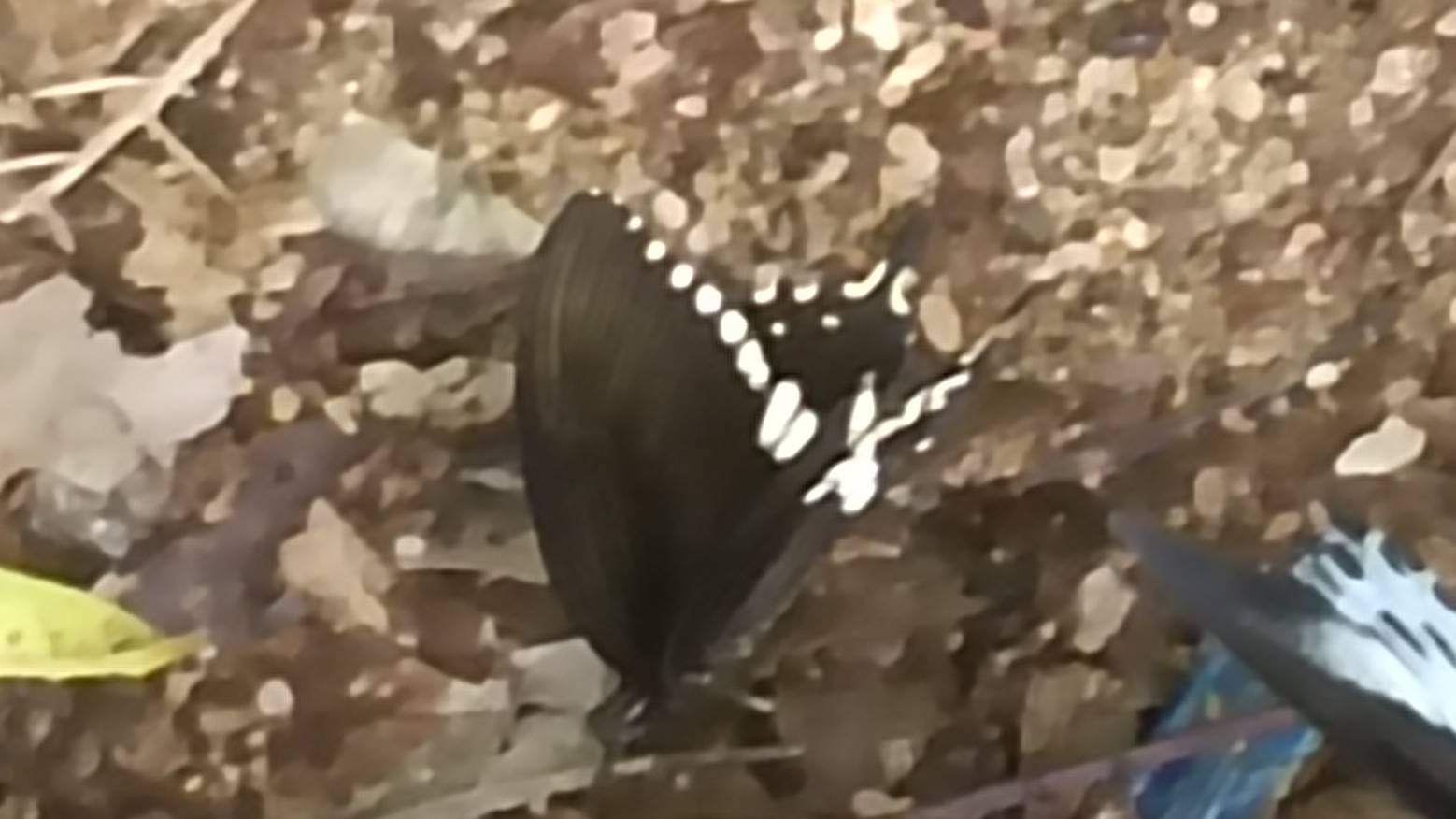 Common Mormon