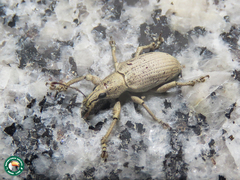 Phaops vestalis