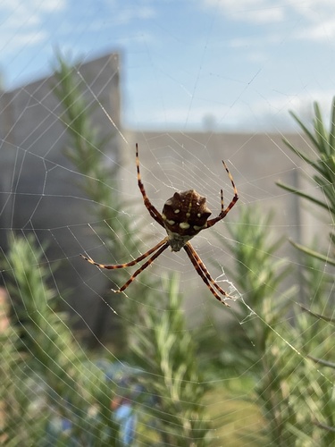 Silver Garden Orbweaver