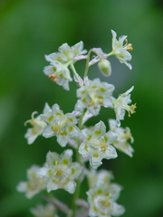 Anticlea elegans