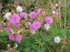 Mimosa albida
