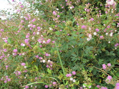 Mimosa albida