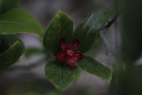 Ochna thomasiana observed 2019-10-05