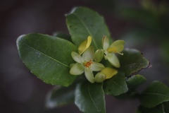 Ochna thomasiana