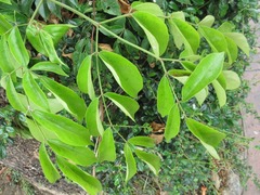 Mayodendron igneum