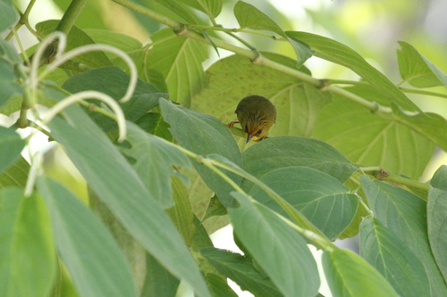Golden Babbler (Cyanoderma chrysaeum), photo 10