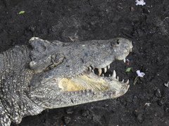 Crocodylus rhombifer