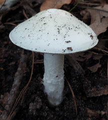 Amanita magnivelaris