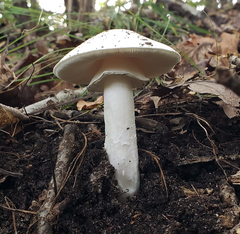 Amanita magnivelaris