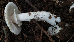 Amanita magnivelaris