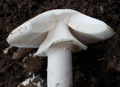 Amanita magnivelaris