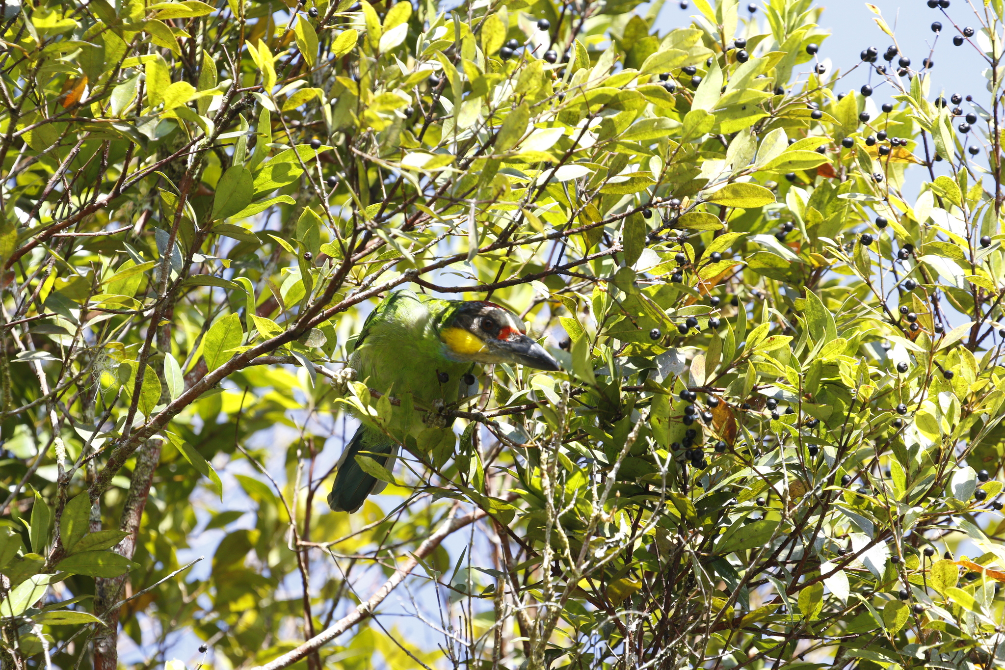 Golden-whiskered Barbet (Psilopogon chrysopogon), photo 9
