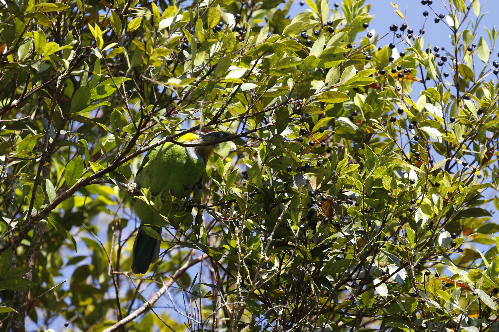 Golden-whiskered Barbet (Psilopogon chrysopogon), photo 10