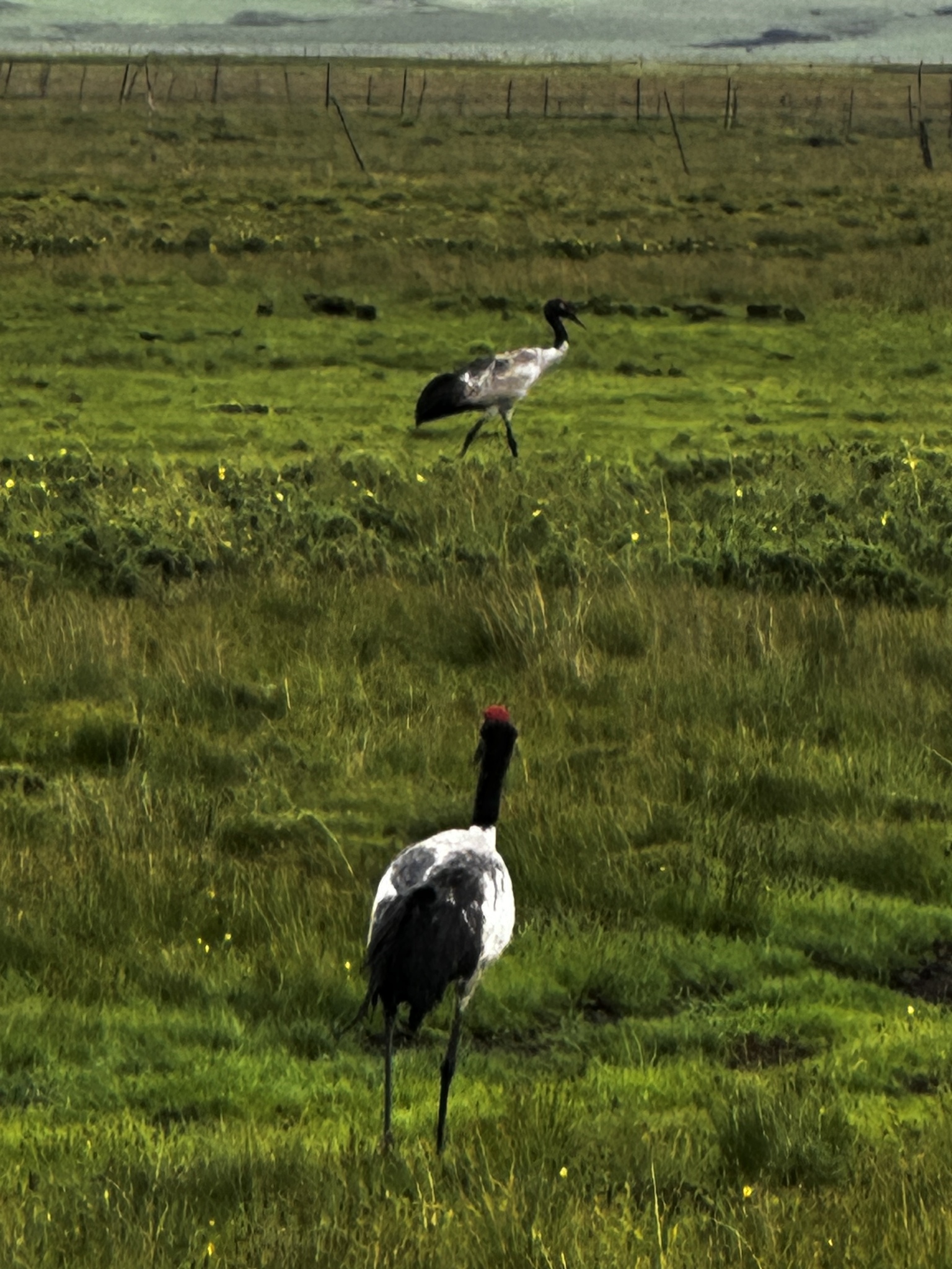 Black-necked Crane