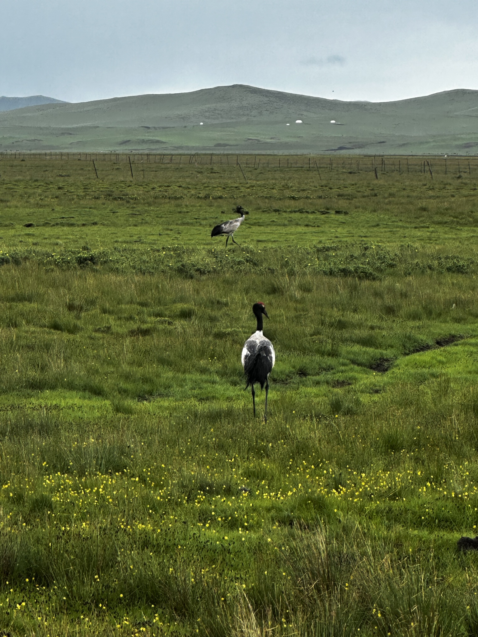 Black-necked Crane