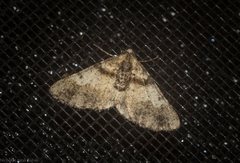 Syneora adelphodes