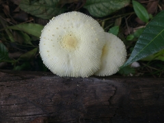 Leucocoprinus