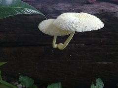 Leucocoprinus