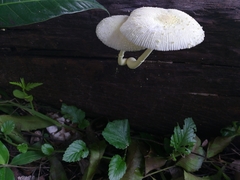 Leucocoprinus