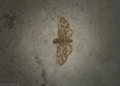 Chloroclystis mniochroa