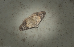 Araeopteron epiphracta