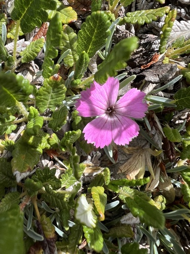 Dianthus freynii, photograph 2