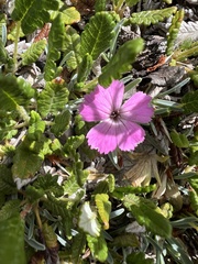 Dianthus freynii, photograph author not stated, no rights reserved