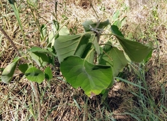 Solanum erianthum